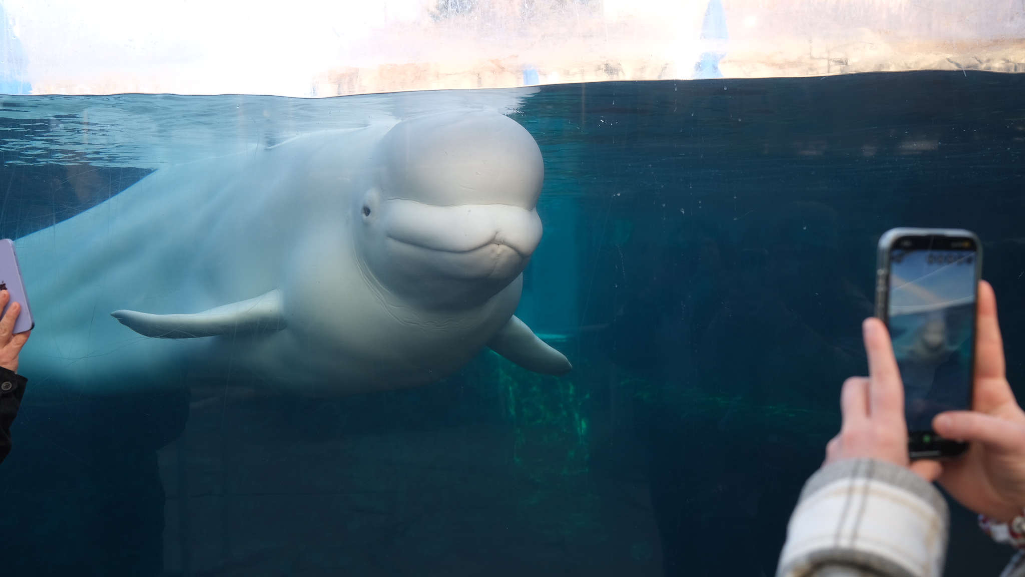 The 16-year-old beluga whale named Nunavik was transferred from Georgia Aquarium.
