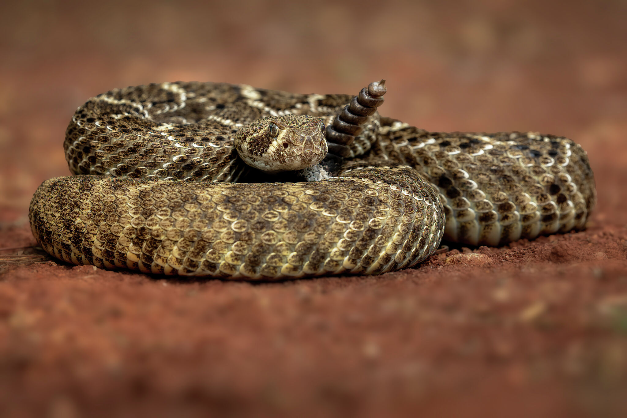 Rattlesnake season has arrived in Texas. Here's what to know.