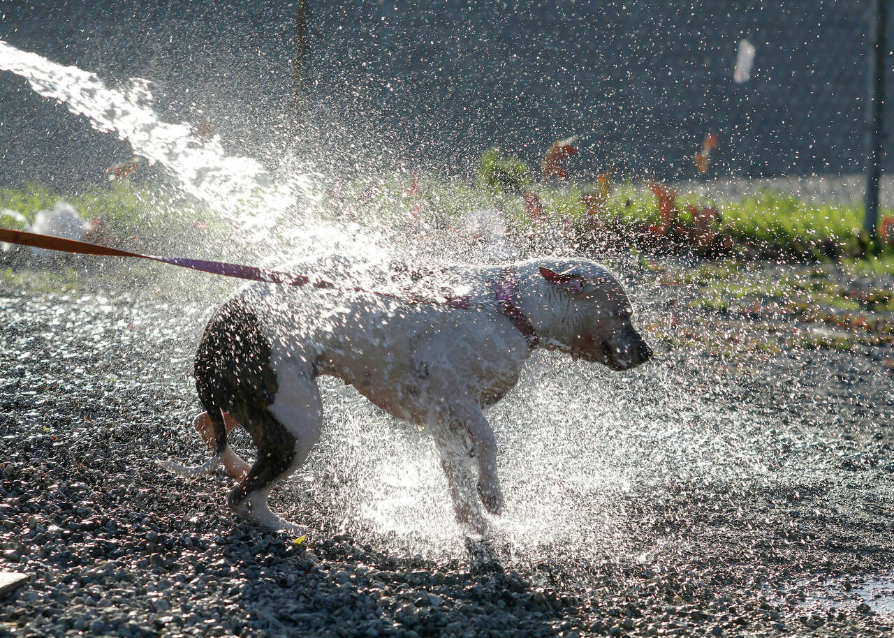 A mixed breed dog getting a cooling shower at the Sepulveda Dog Park in the Van Nuys section of Los Angeles..Don't leave your dog in a hot car, walk on hot asphalt, play too hard or get too much sun. Take walks early or late, drink lots of water and remember flea, tick and heartworm medicine. (AP Photo/Richard Vogel)