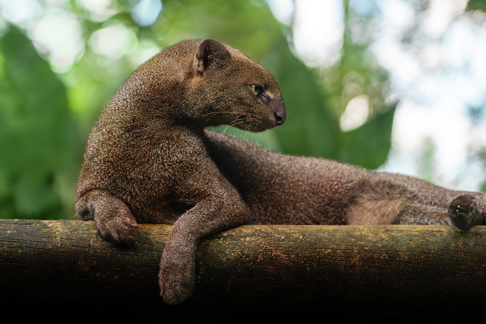 Unusual sightings in Texas spark questions about extinct species