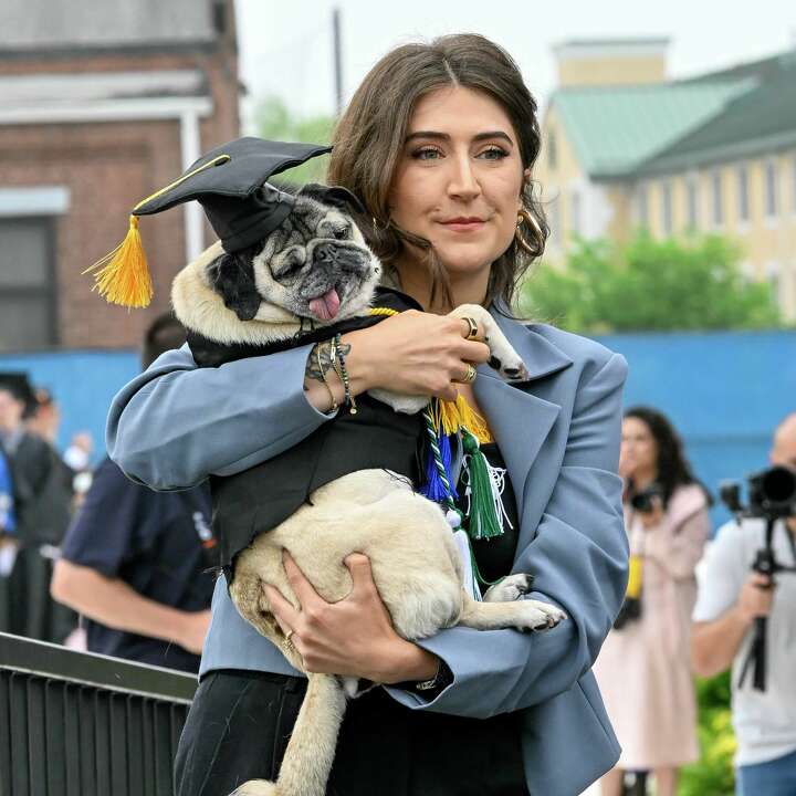 Doug the Pug earns honorary degree from the University of New Haven