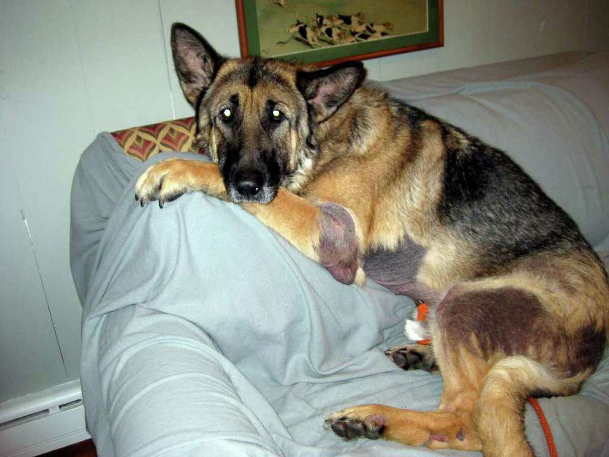 Buddy, the German sheperd who was killed in Middlefield by his new owner's boyfriend, is shown in this undated photo. The state Department of Agriculture has denied a request by the American Society for the Prevention of Cruelty to Animals to have one of the veterinarians who worked on the Michael Vick dogfighting case exhume and examine Buddy's remains.