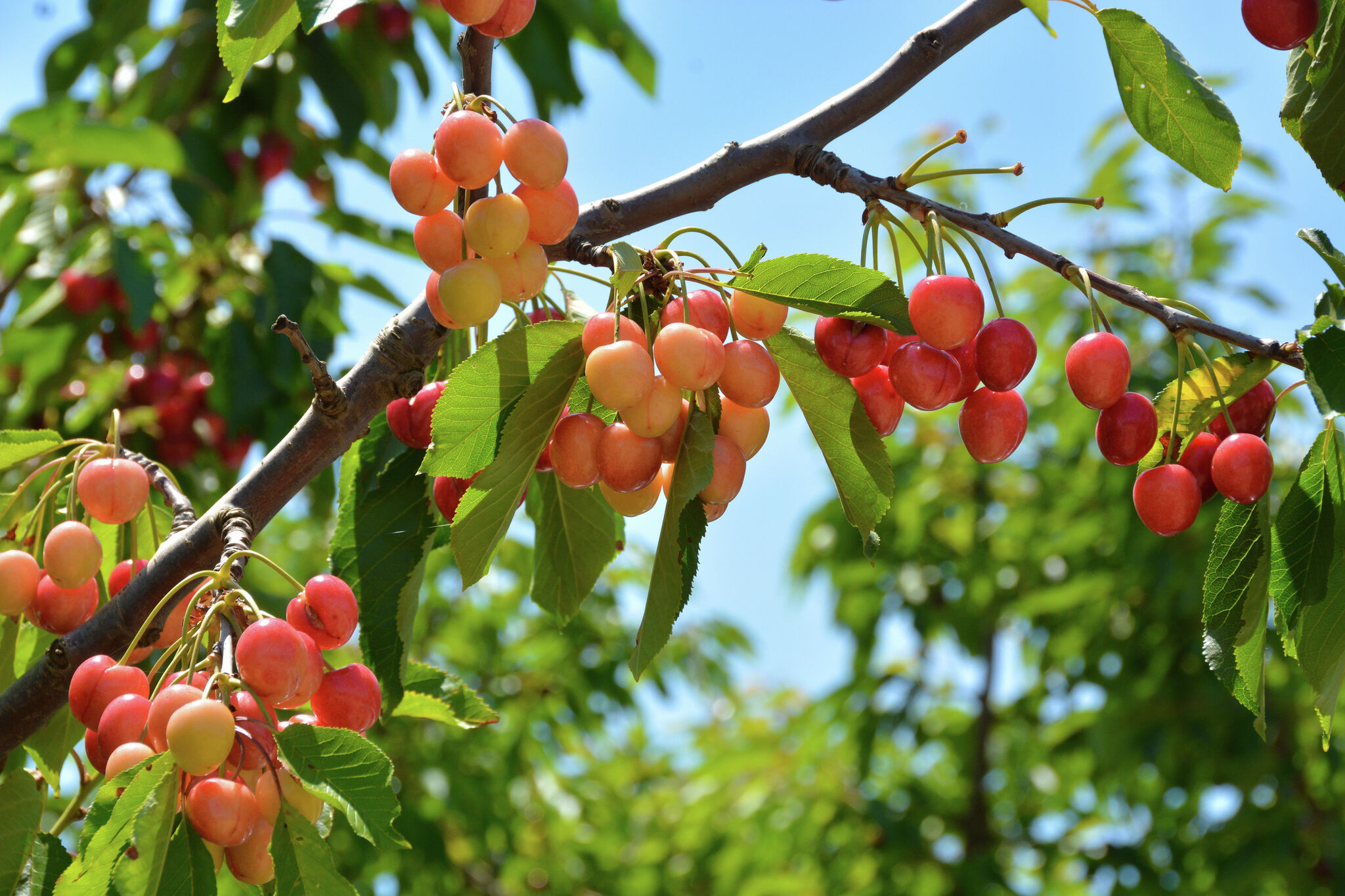 Cherry heists in San Joaquin County costs growers thousands of dollars