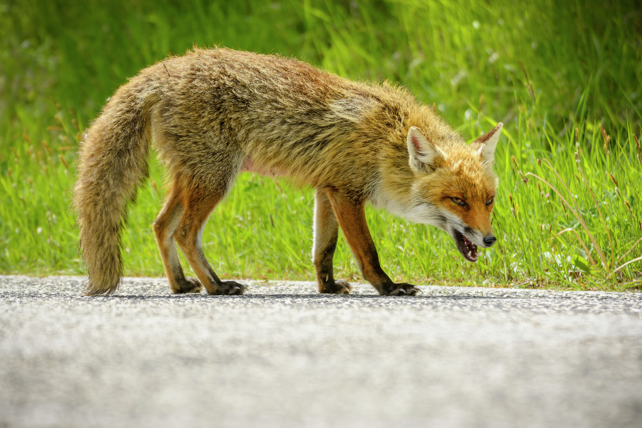 S.A.-area rabies cases spark concern for officials. Here's why - MySA