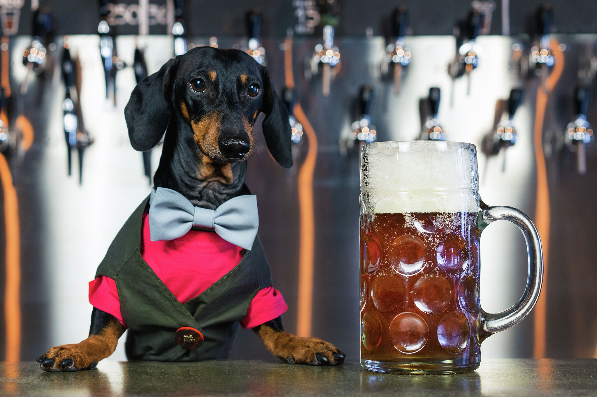 Dog friendly bars near me