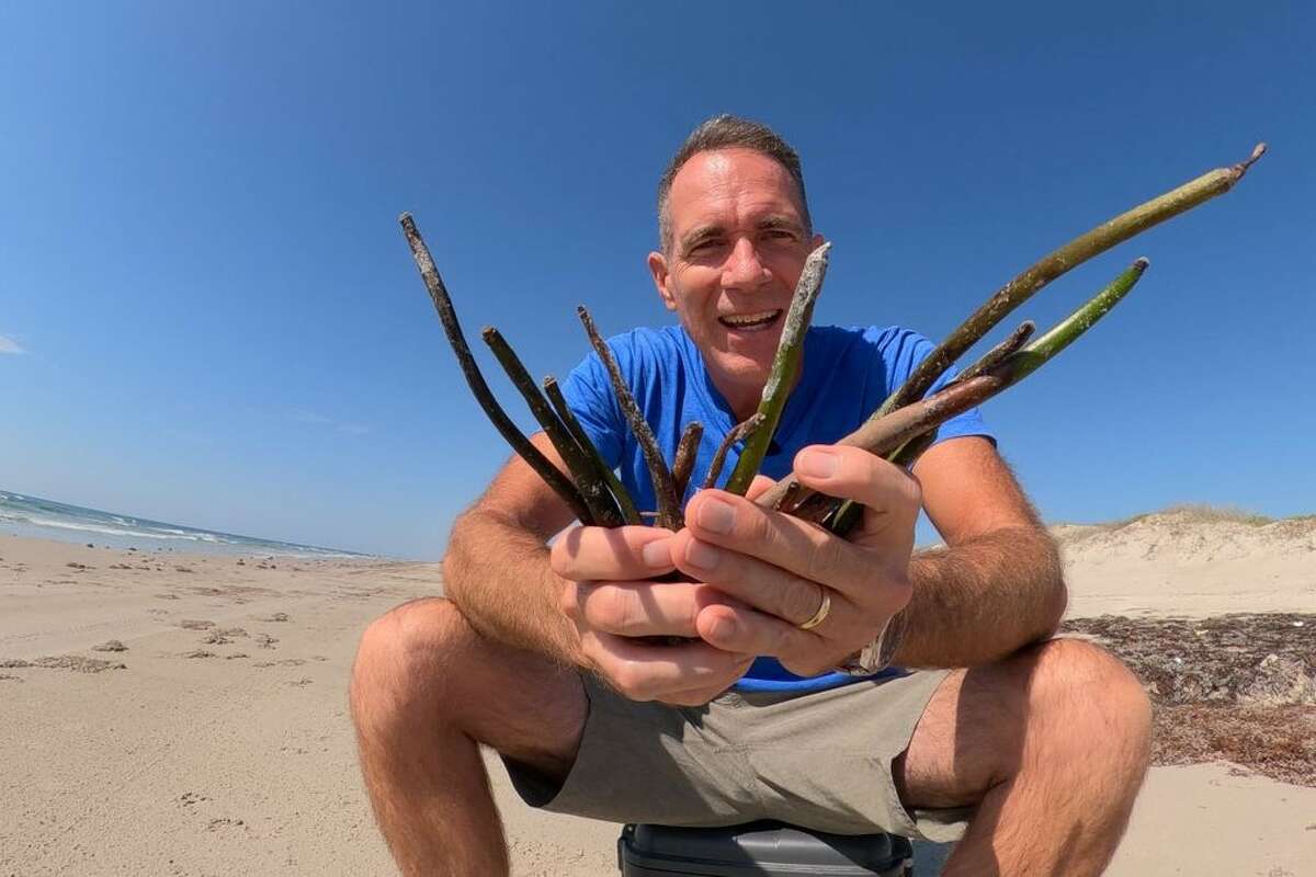 Jace Tunnell recently found hundreds of red mangrove seeds in Texas while beachcombing.