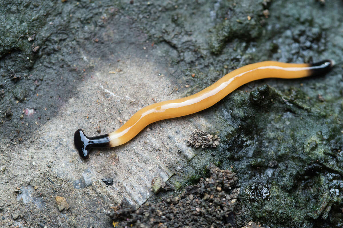 Toxic hammerhead worms have resurfaced in North Texas following recent heavy rains.