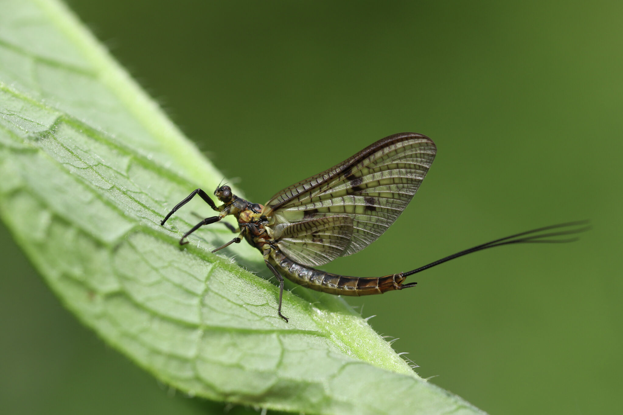 Mayflies begin to emerge in southern Michigan, here's what it looks like up north