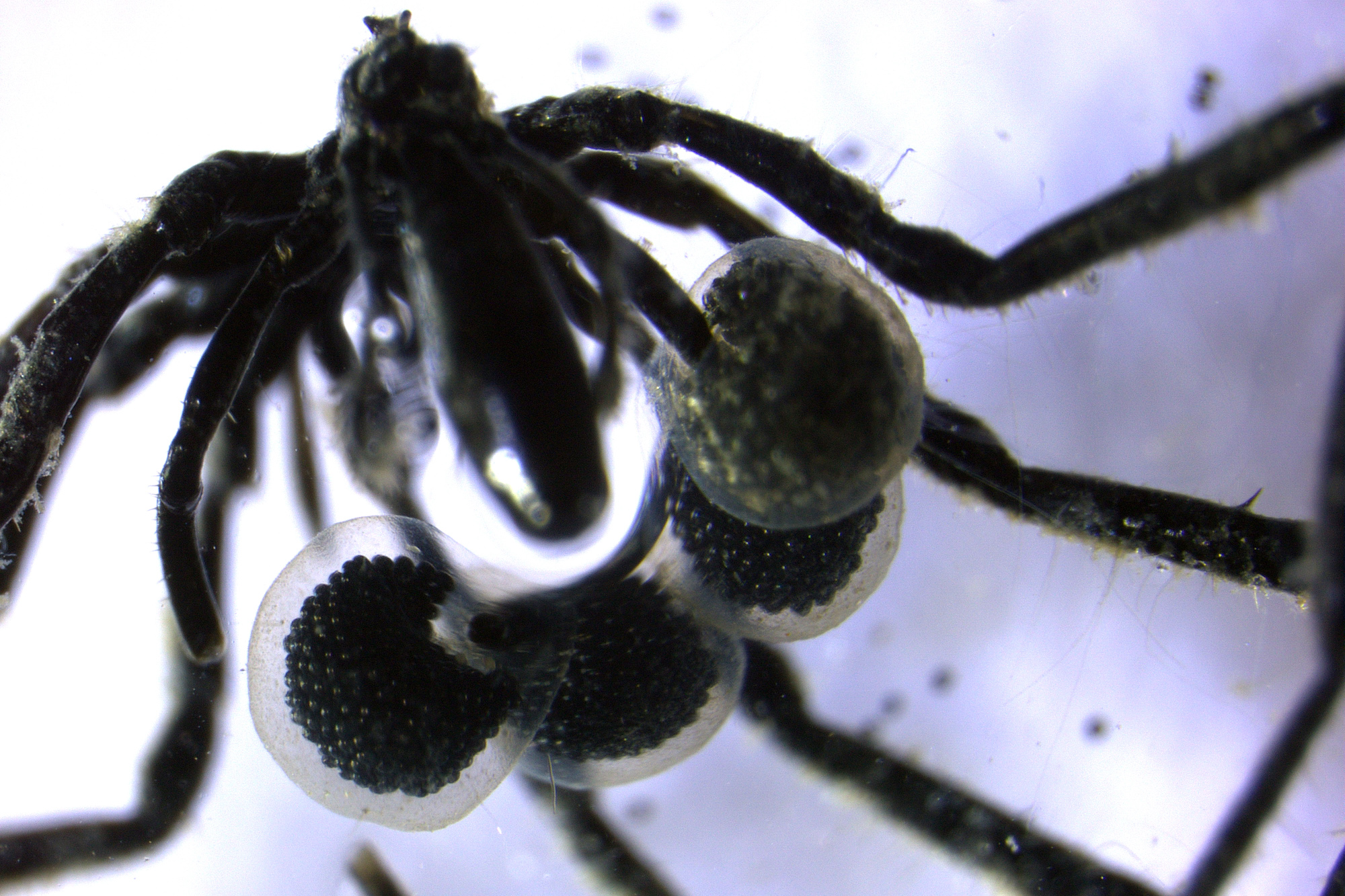 Methane-eating sea spiders discovered off Southern California coast - SFGATE