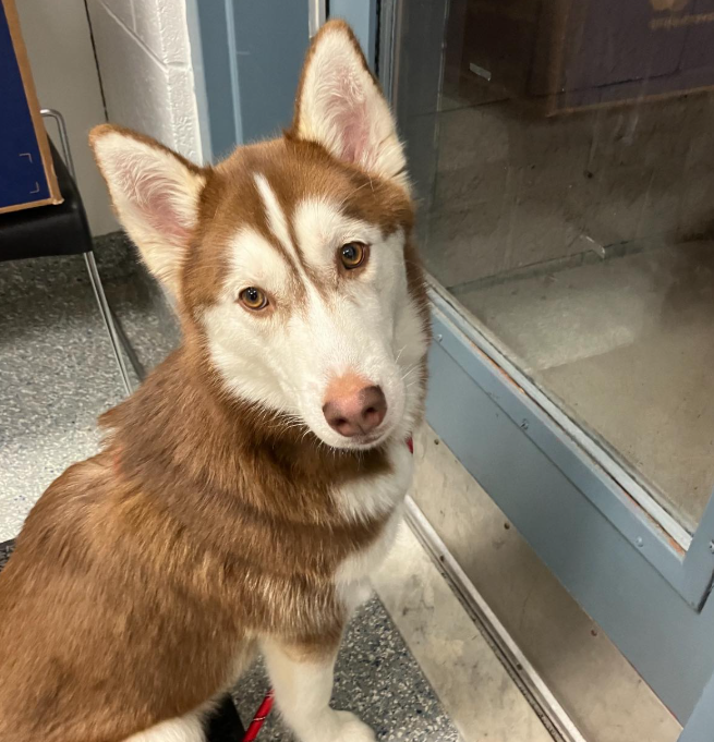 West Haven shelter looking for info on dog found abandoned: Officials