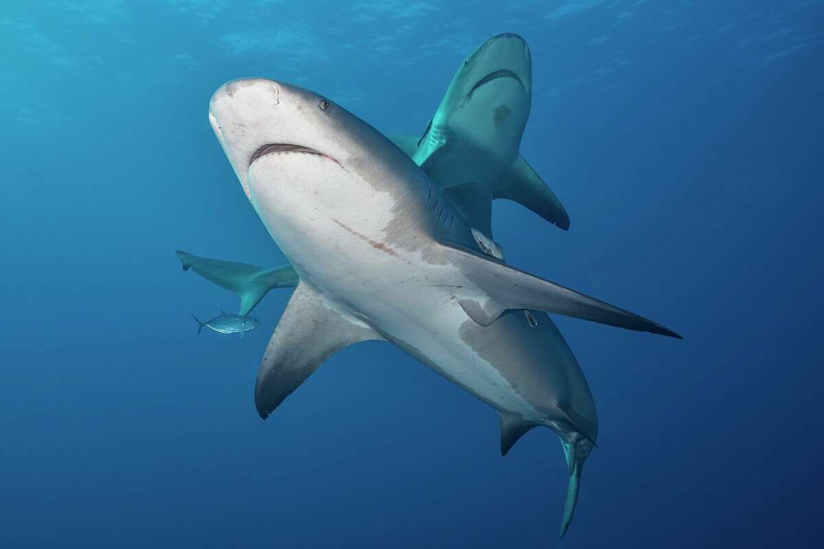 Bull sharks are prevalent in Texas's bays because they can handle low salinity levels other sharks can't, said Texas Parks & Wildlife's Mark Fisher.