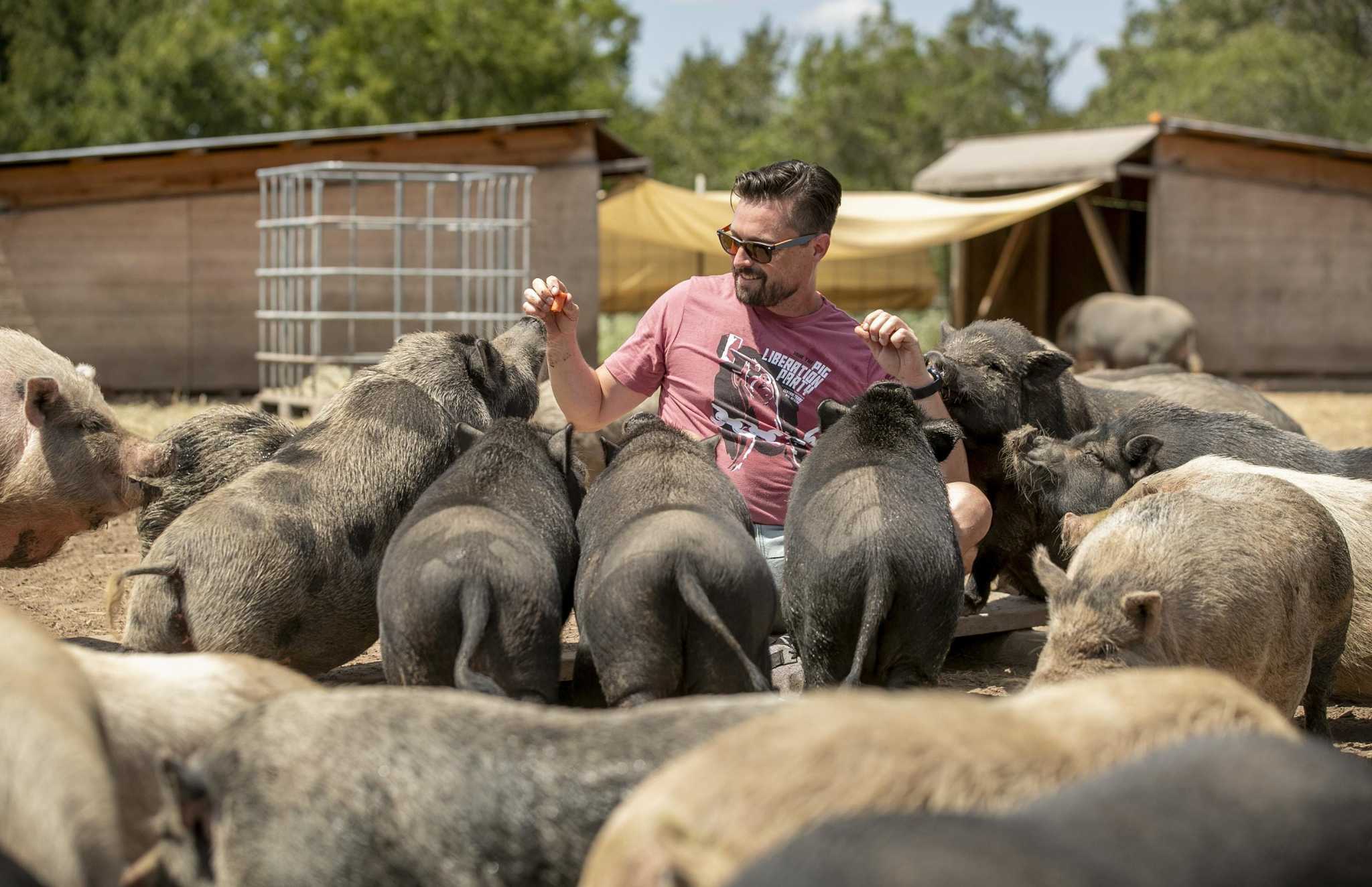 Pig rescue group prepares for new chapter in saving swine