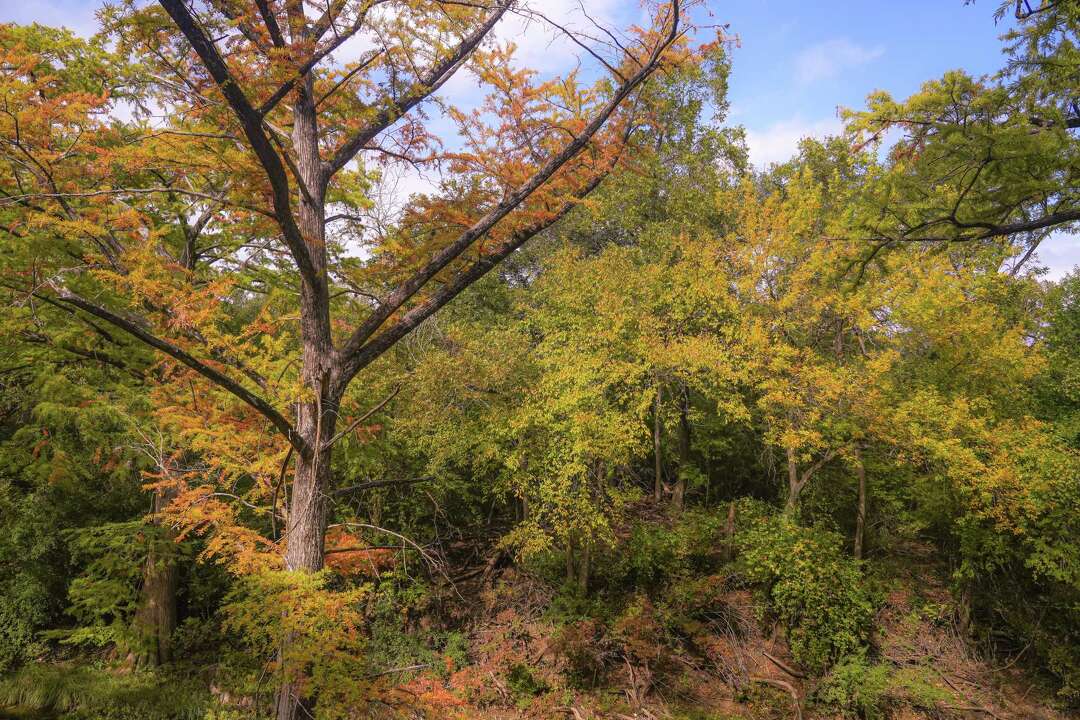 Where to see fall foliage, leaves with color in Austin, Central Texas