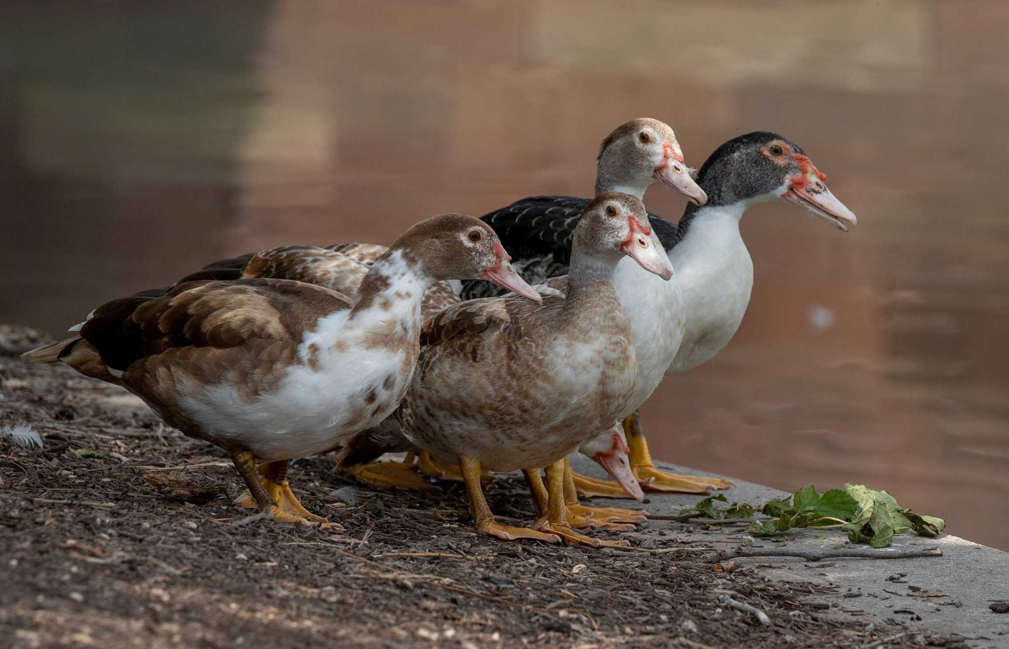 Texas bird flu alert: How to protect pets and wildlife as disease spreads