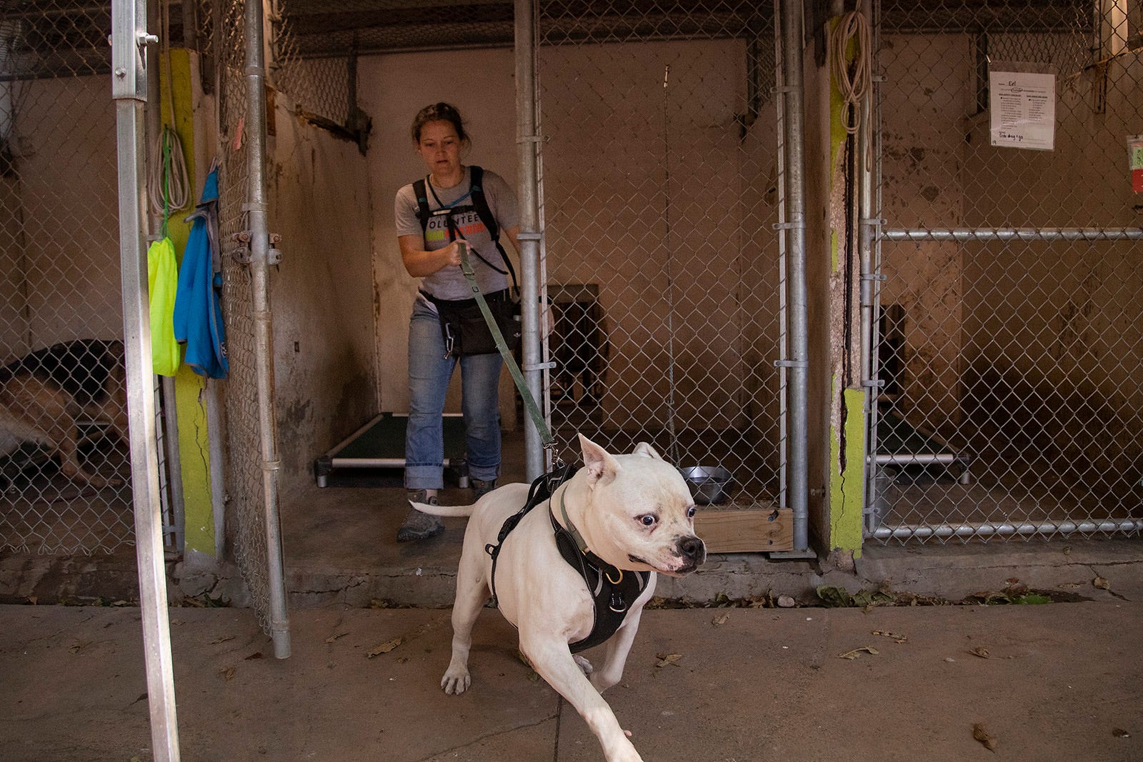 'Name your own price' pet adoptions at Austin shelters this weekend