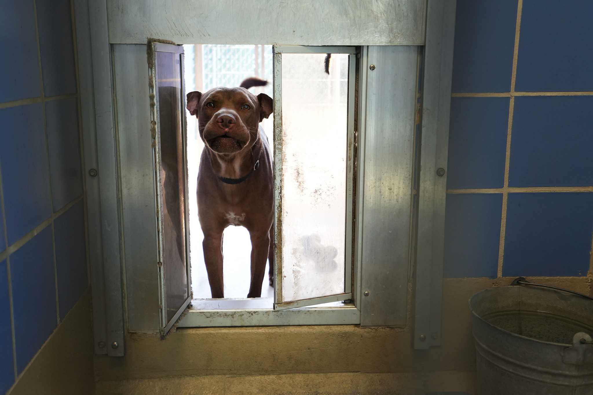 Heisman Finalists 2025 Texans Miss The Cut How To Watch heisman-finalists-2025-texans-miss-the-cut-how-to-watch