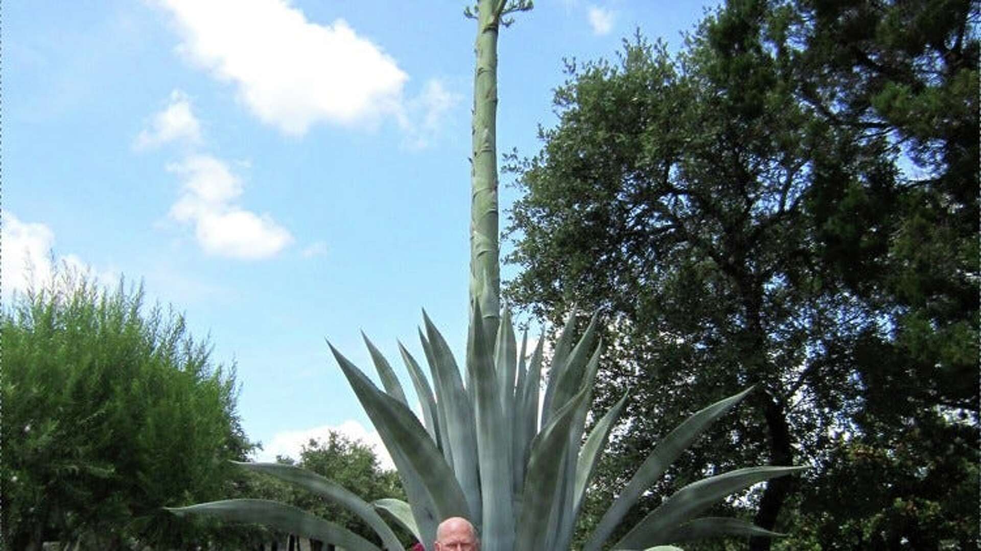 The largest agave in the world? Leander man has a contender