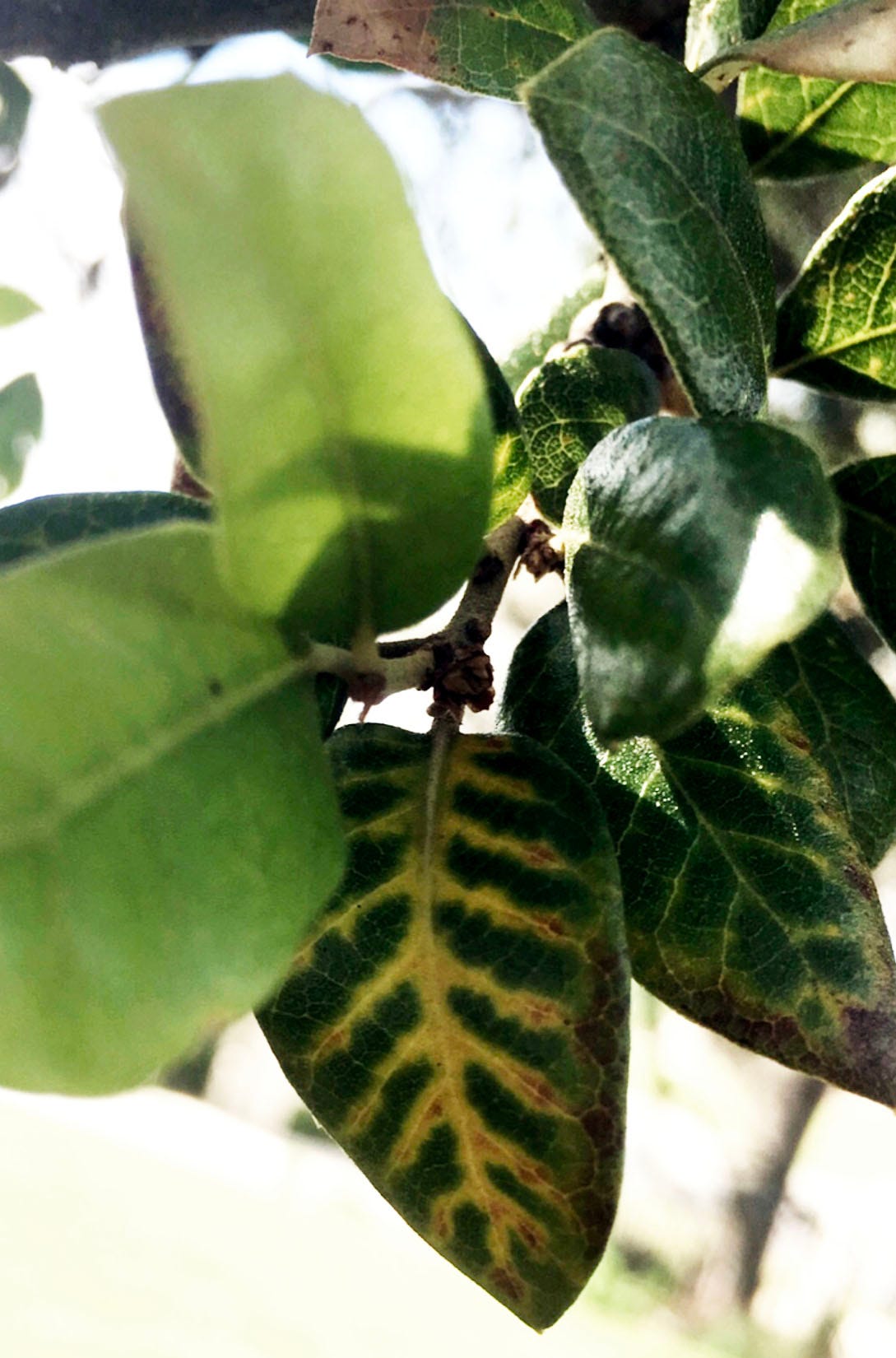 How to protect your trees from oak wilt disease in Texas