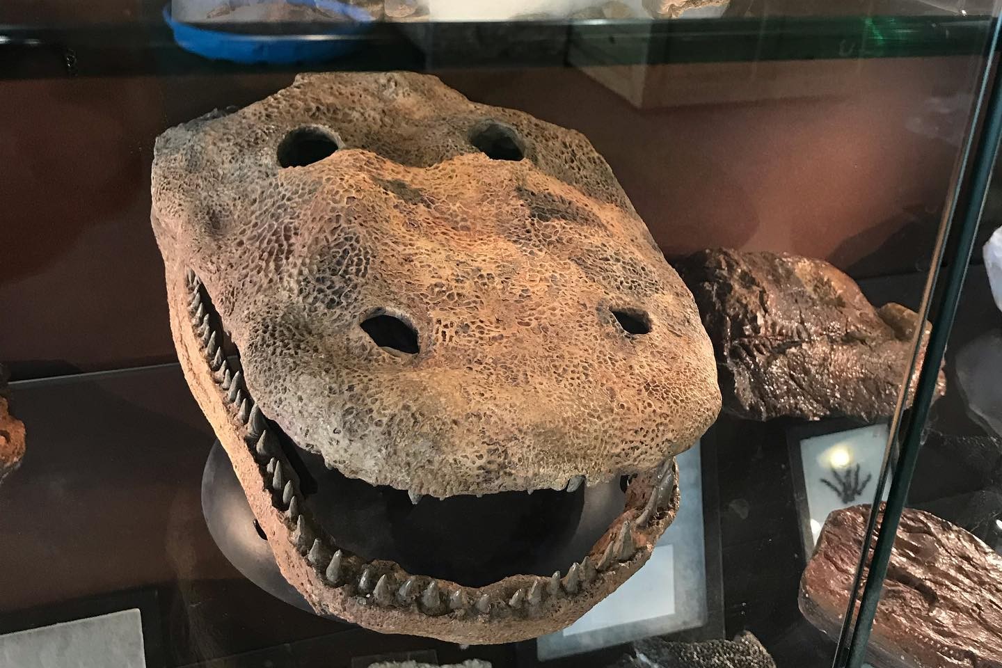 Texas paleontologist uncovers a rare find after heavy rain