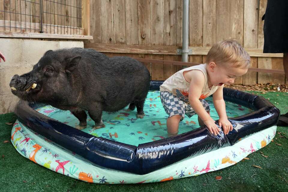 Do Pigs Play With Toys: Surprising Facts You Need to Know