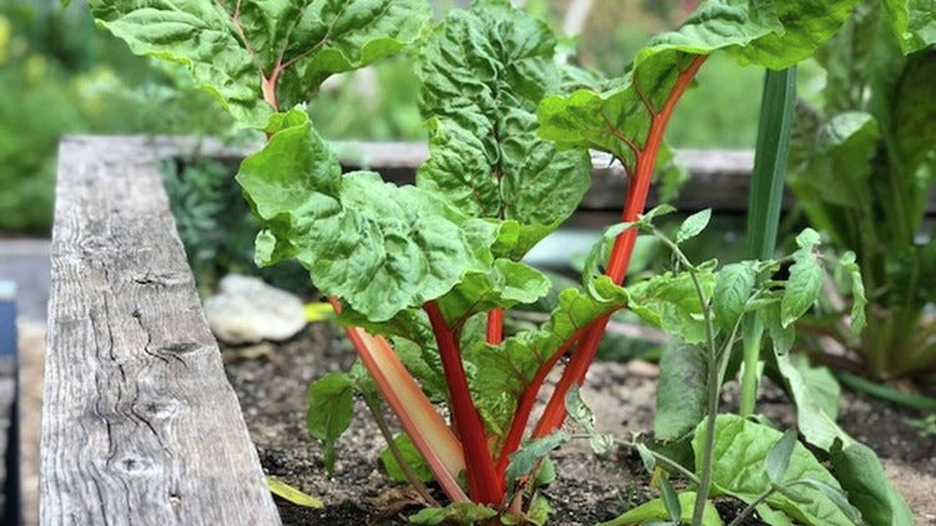 Plant Swiss chard and its family of vitamin-heavy vegetables
