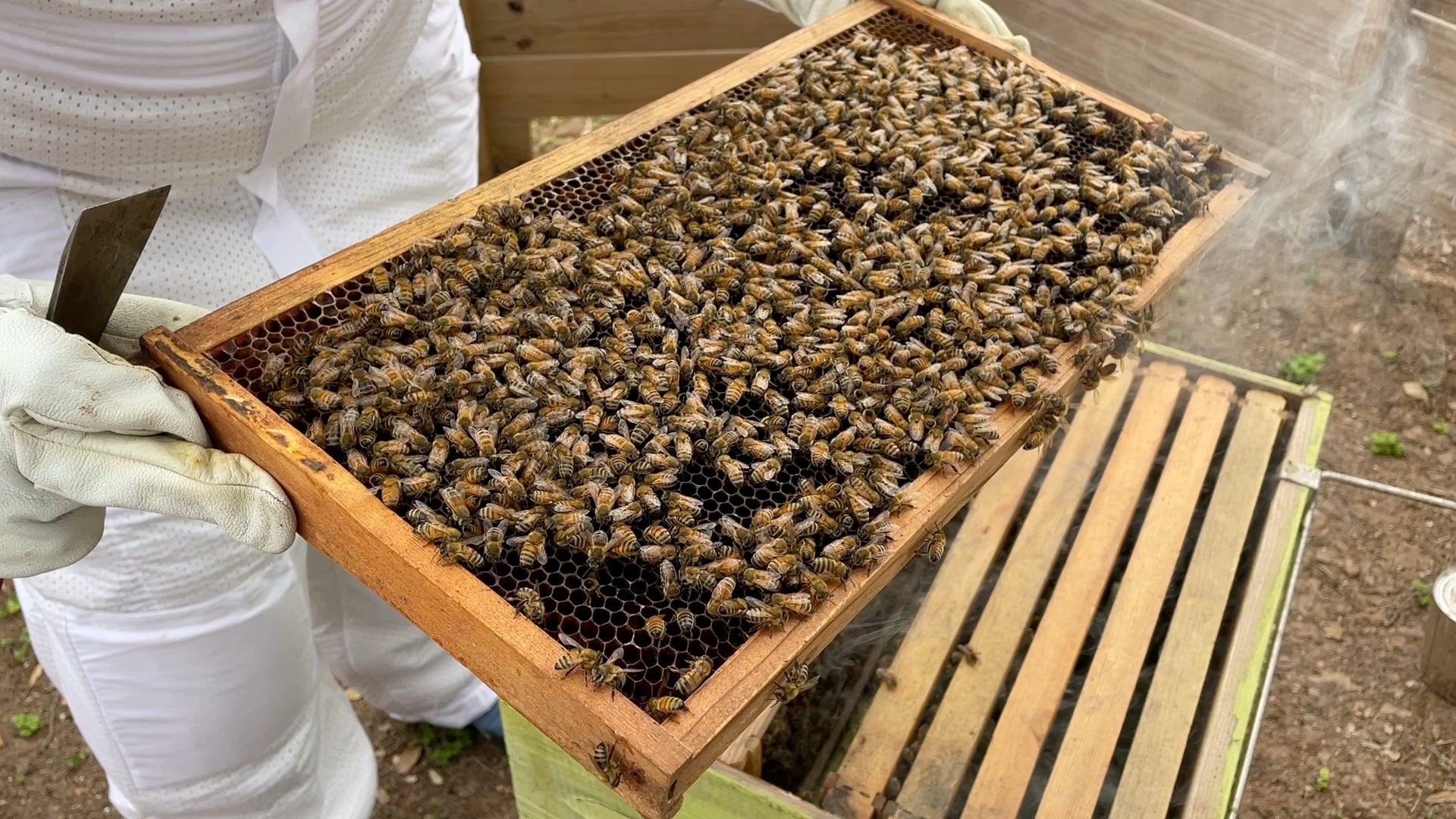 Westbank libraries: Beehive supports ecosystem, learning