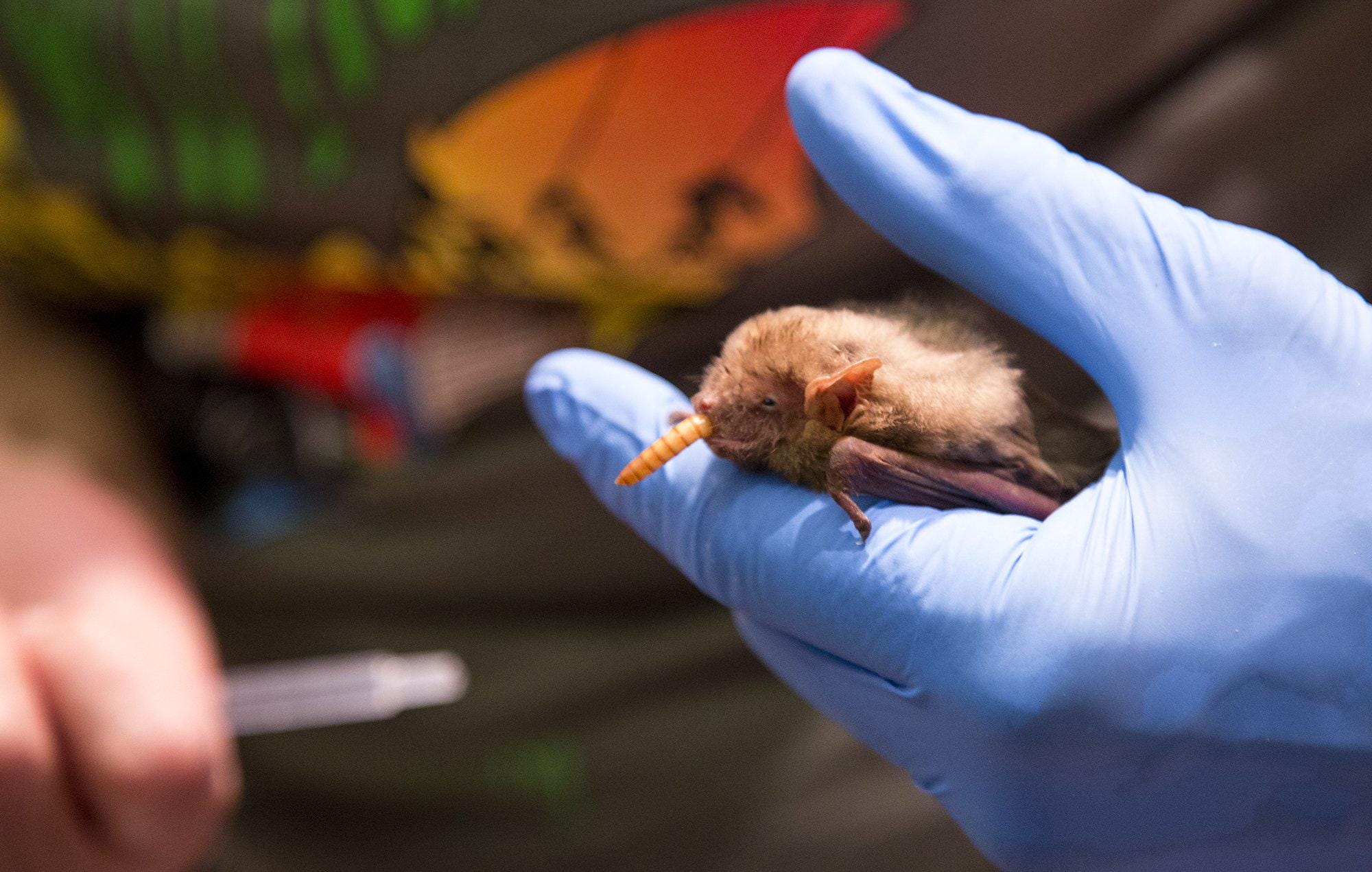 Police looking for Manor district students seen with rabies-positive bat