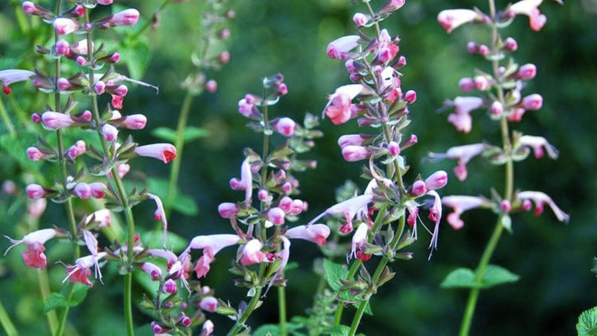 Popular salvias stand up to Central Texas heat, drought, image size:1920x1080