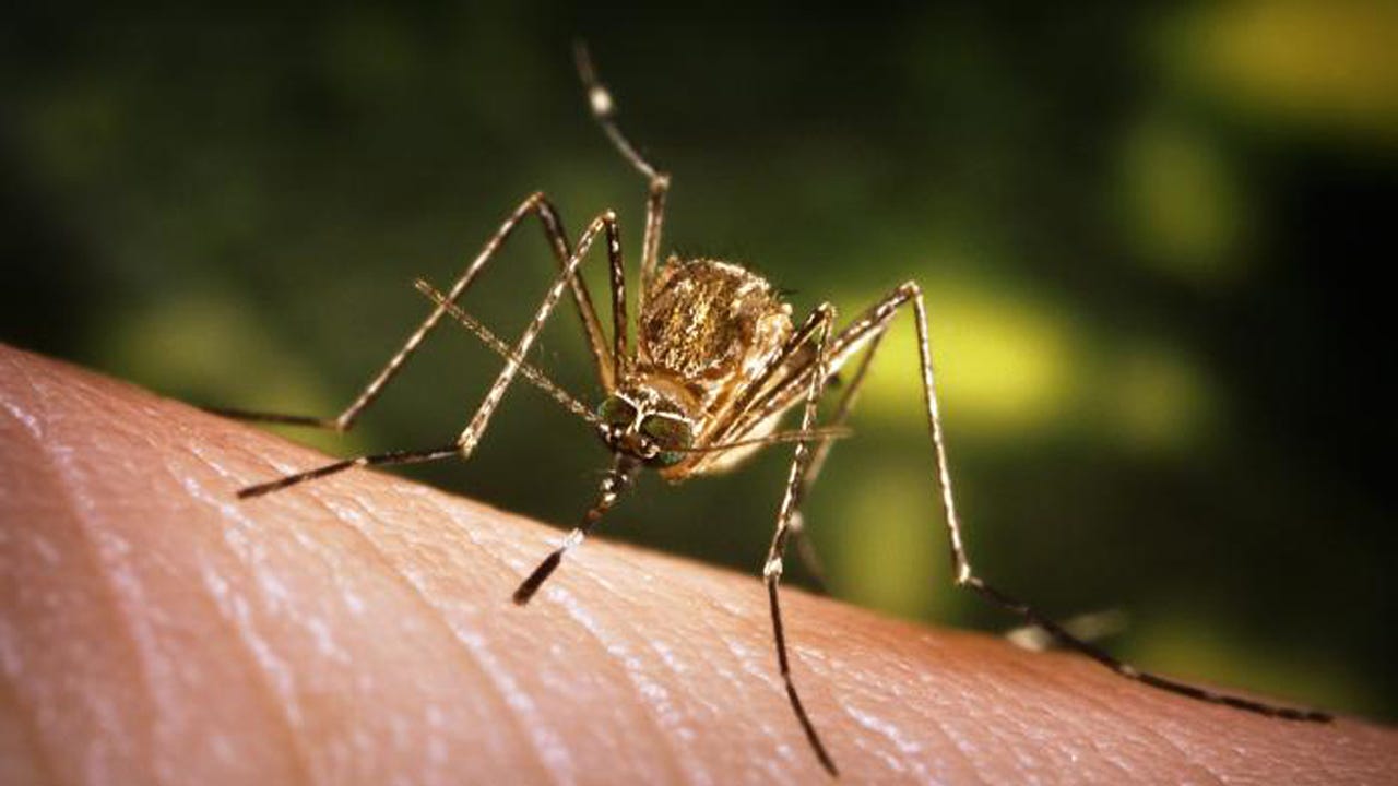 Williamson County reports first human case of West Nile virus