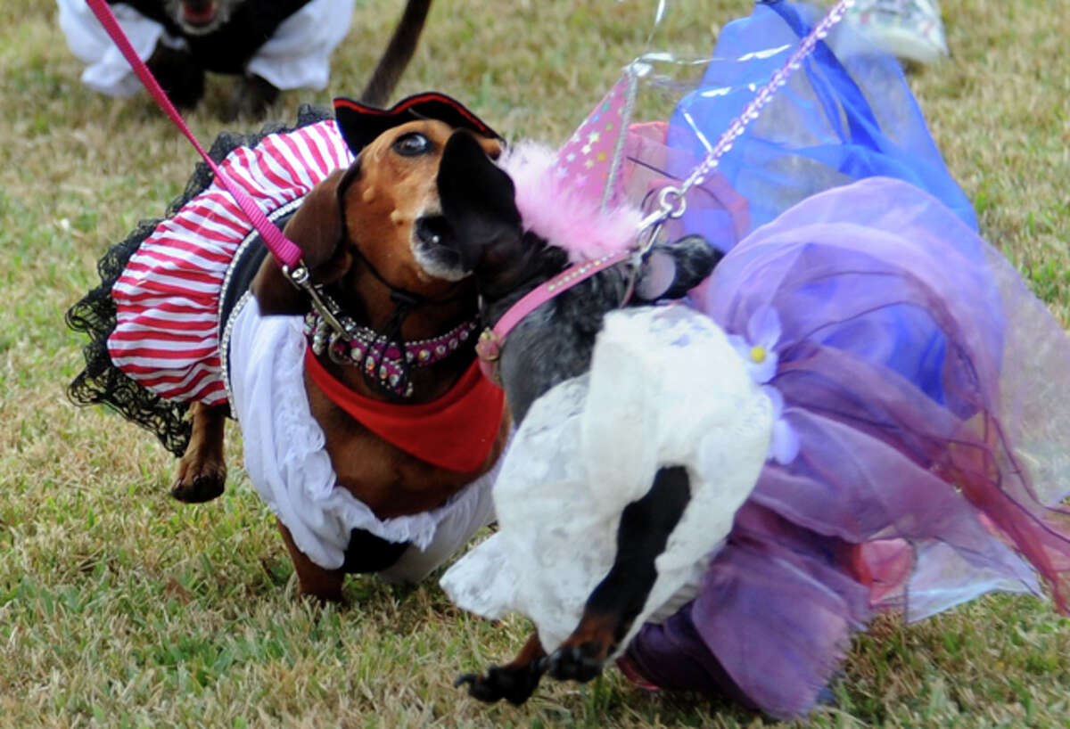 Weiner Dogs Dress up and Race
