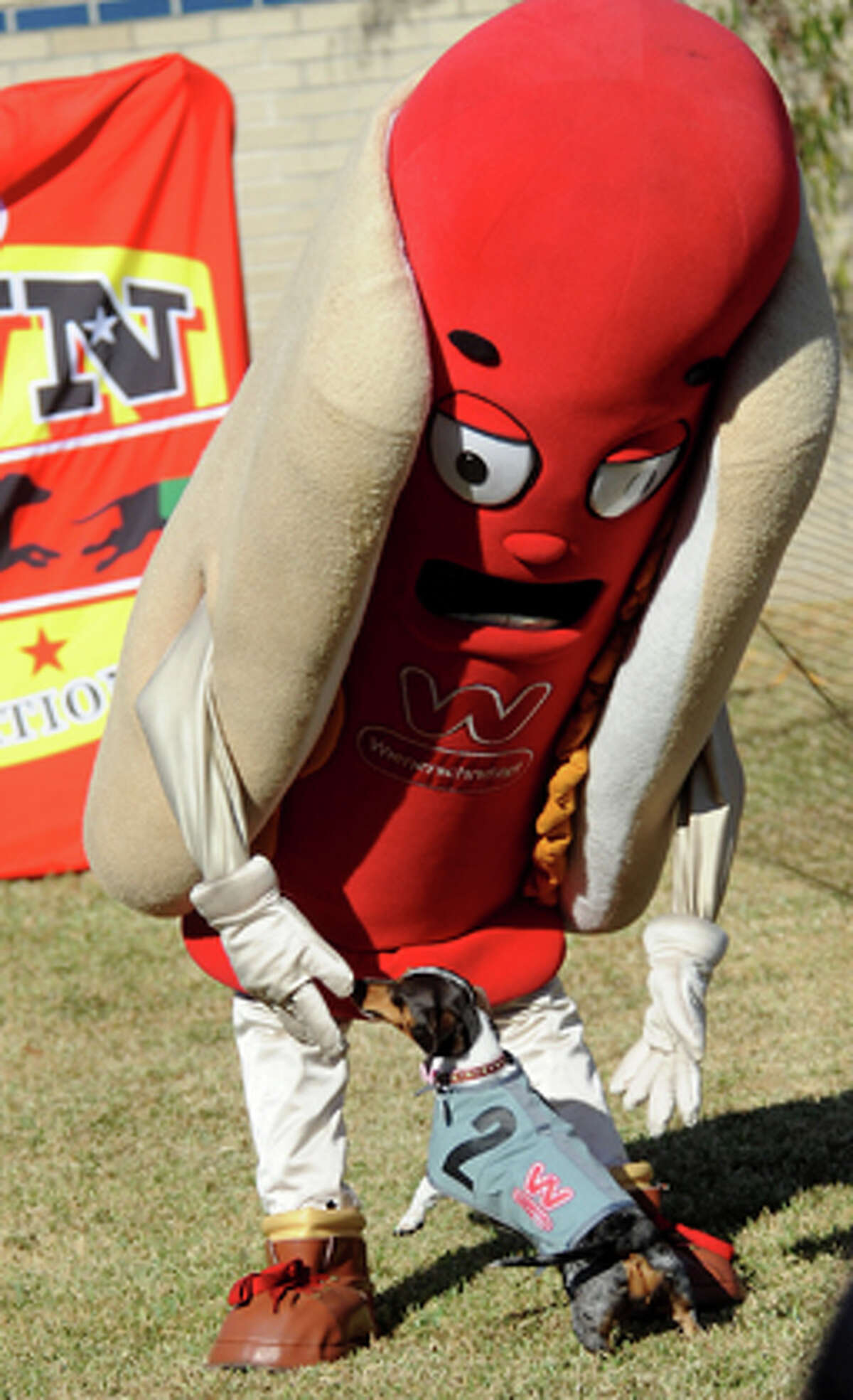 Weiner Dogs Dress up and Race