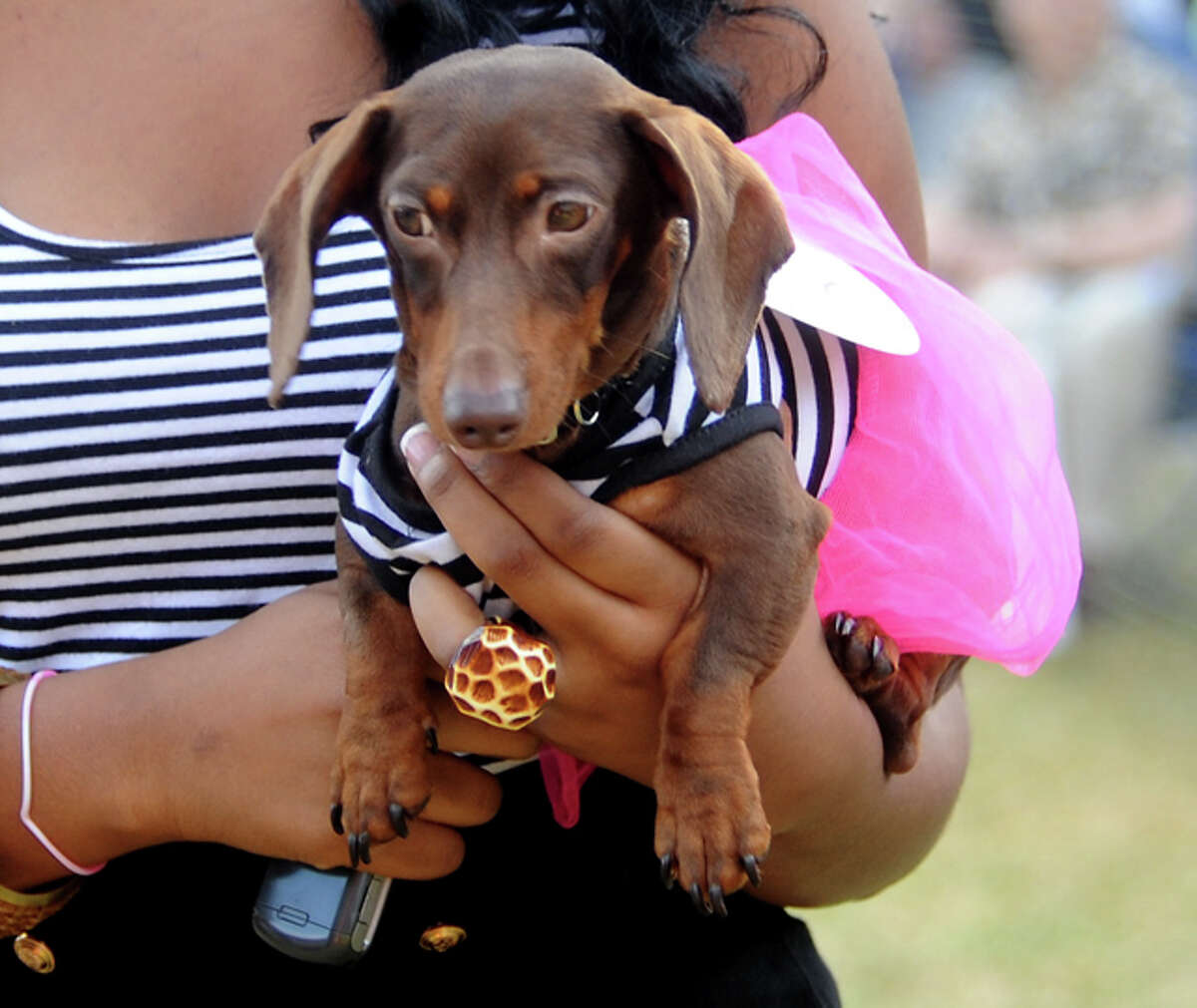 Weiner Dogs Dress up and Race