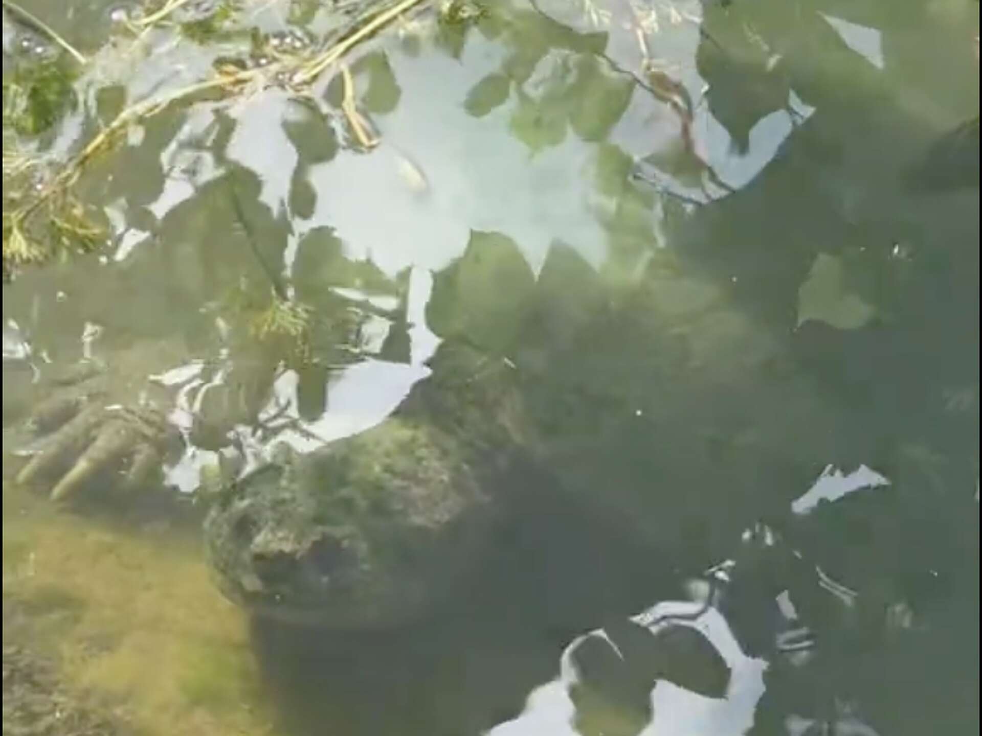Austin resident spots massive snapping turtle near Lady Bird Lake