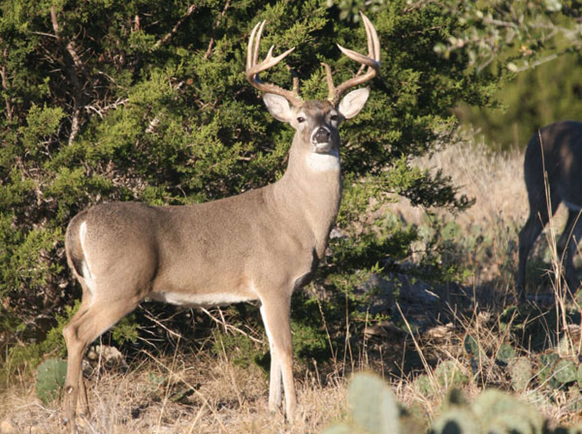 Deer season opens Saturday with Texas hunters optimistic