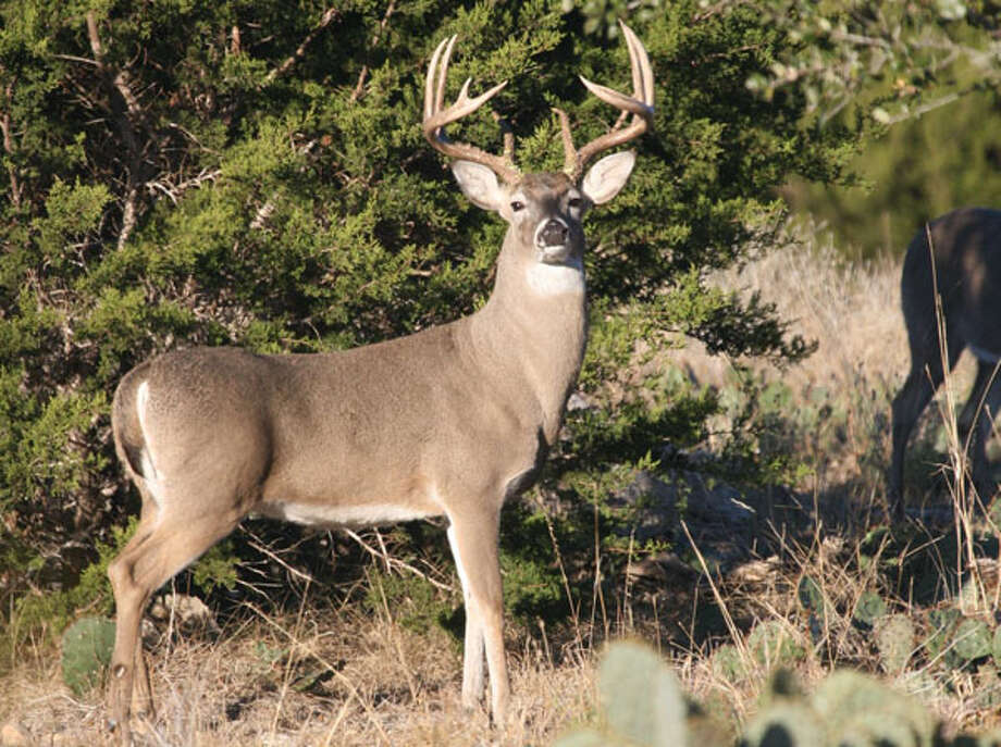 Deer Season Opens Saturday With Texas Hunters Optimistic