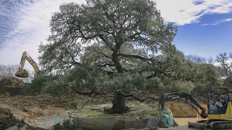 How will Buda move a 260-year-old, 425-ton tree?