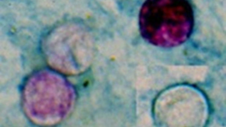 https://s.hdnux.com/photos/01/52/07/71/27819586/9/rawImage.jpg