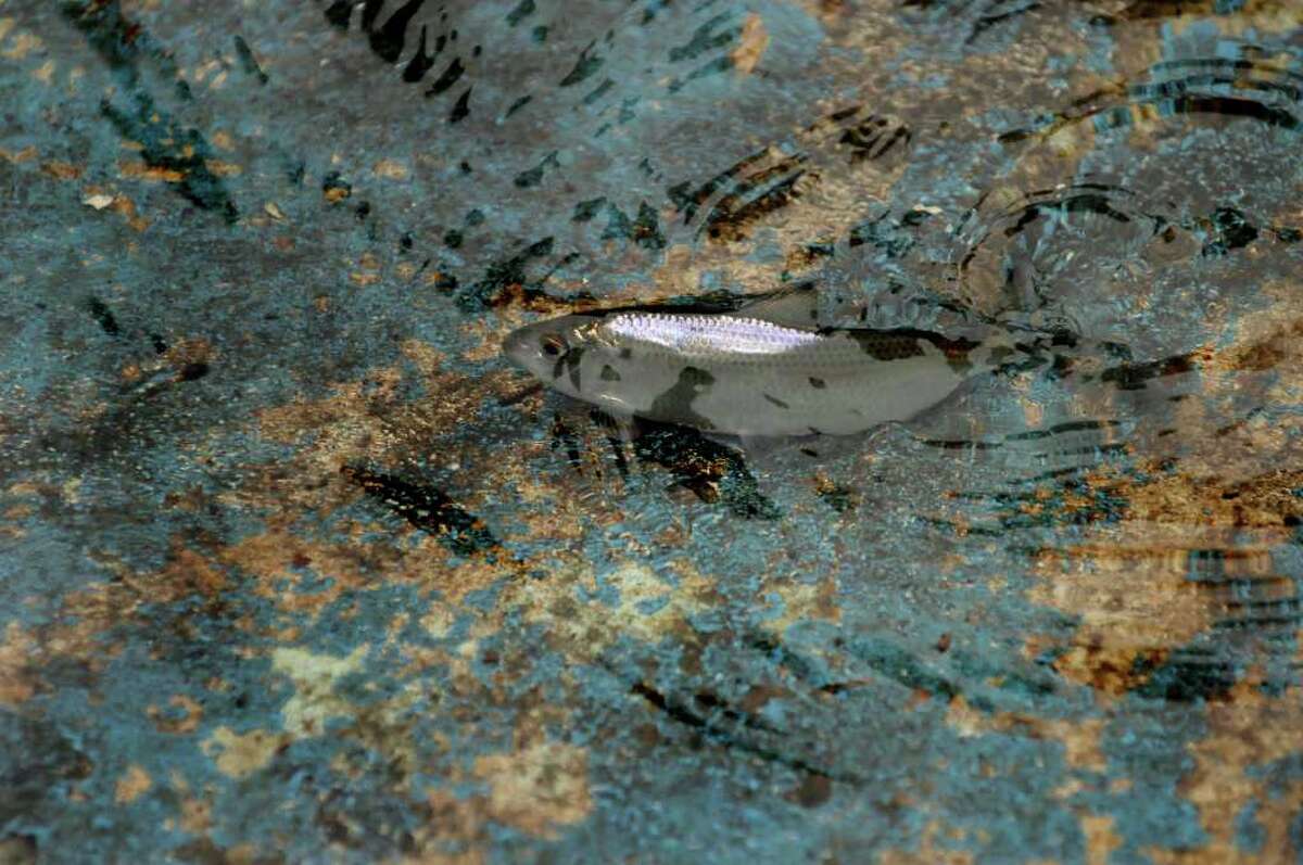 State 'bailout' aimed at fish