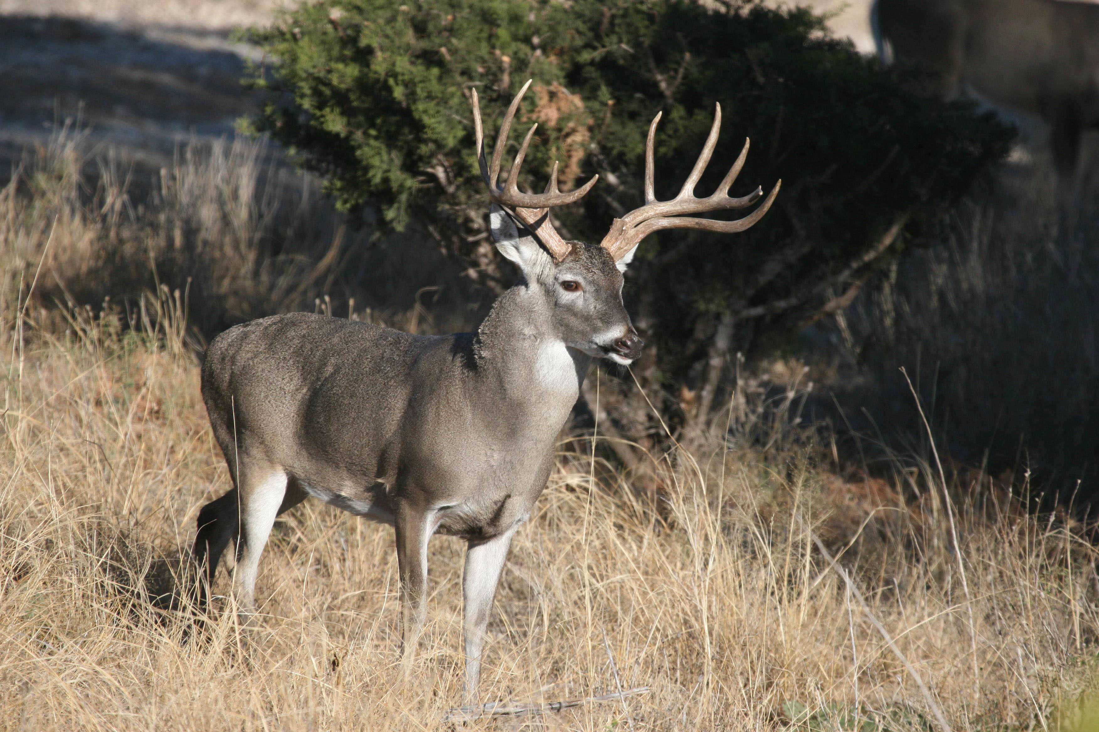 Nasal Bots: Deer Parasites Straight Out of Nightmares - Realtree Store