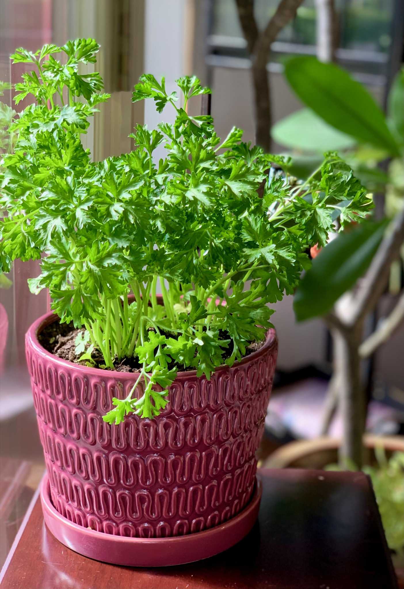 Can You Grow Parsley Indoors: Easy Tips for Lush Green Herbs