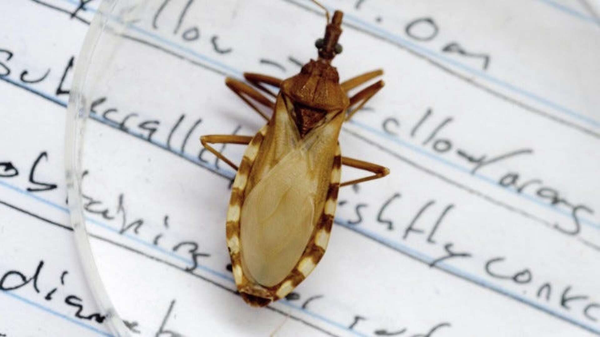 This bug has a harmless-sounding name. But it's spreading a deadly