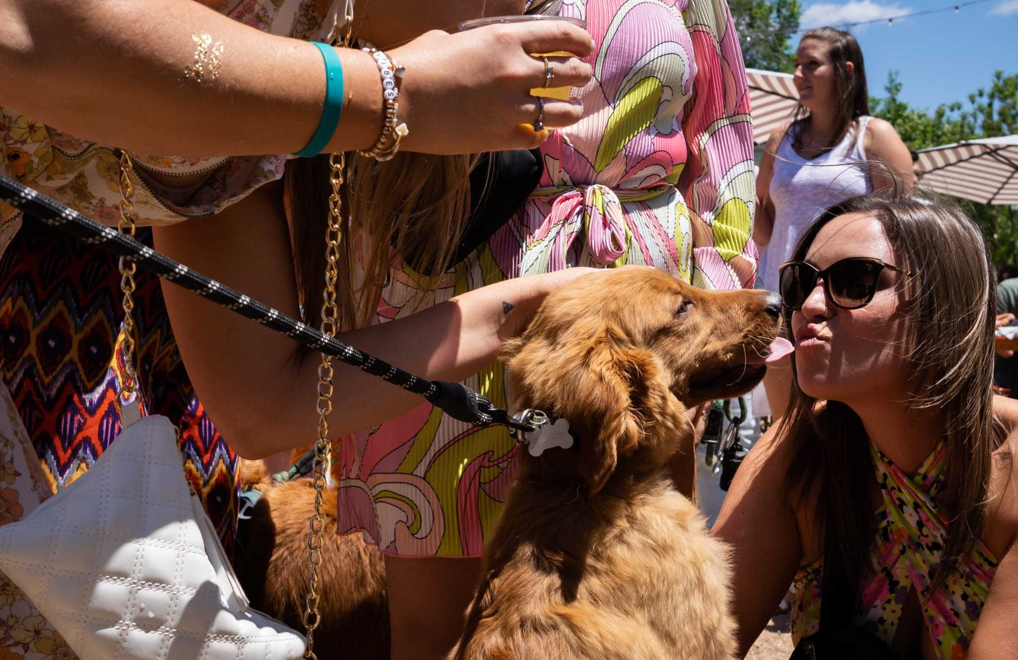 Hundreds of golden retrievers gather in Austin