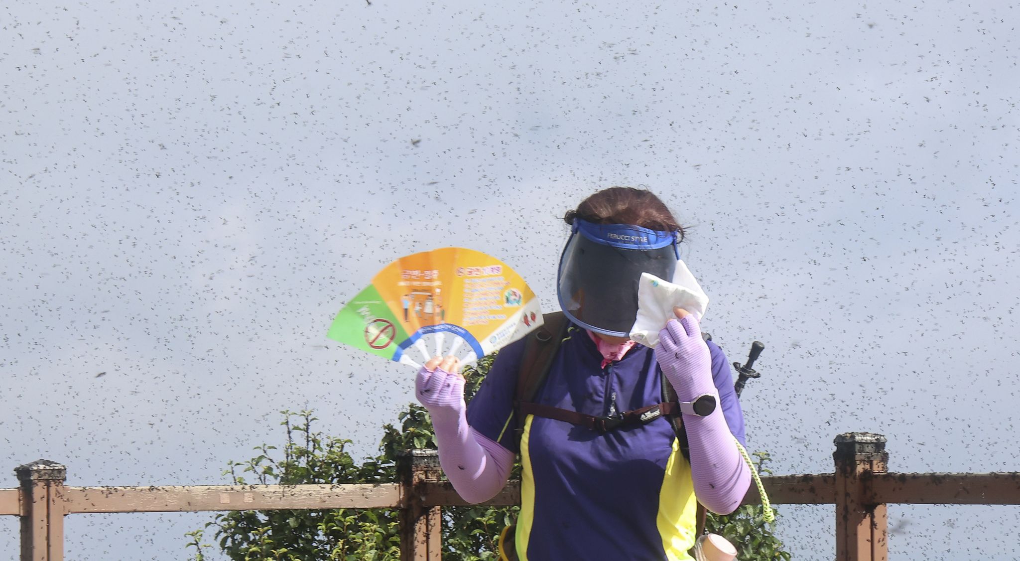 'Lovebugs' return in swarms to South Korea and blanket a mountain ...