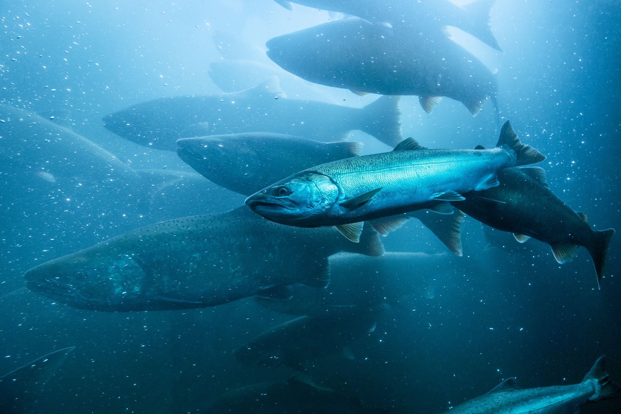 Trump shuts down fish restoration pact that took decades to build