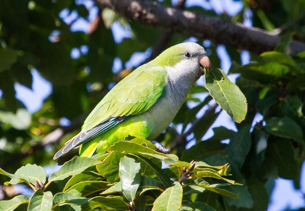 From pets to power poles: How monk parakeets found Austin