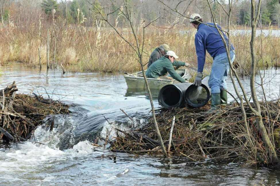 Trying to trick those dam builders