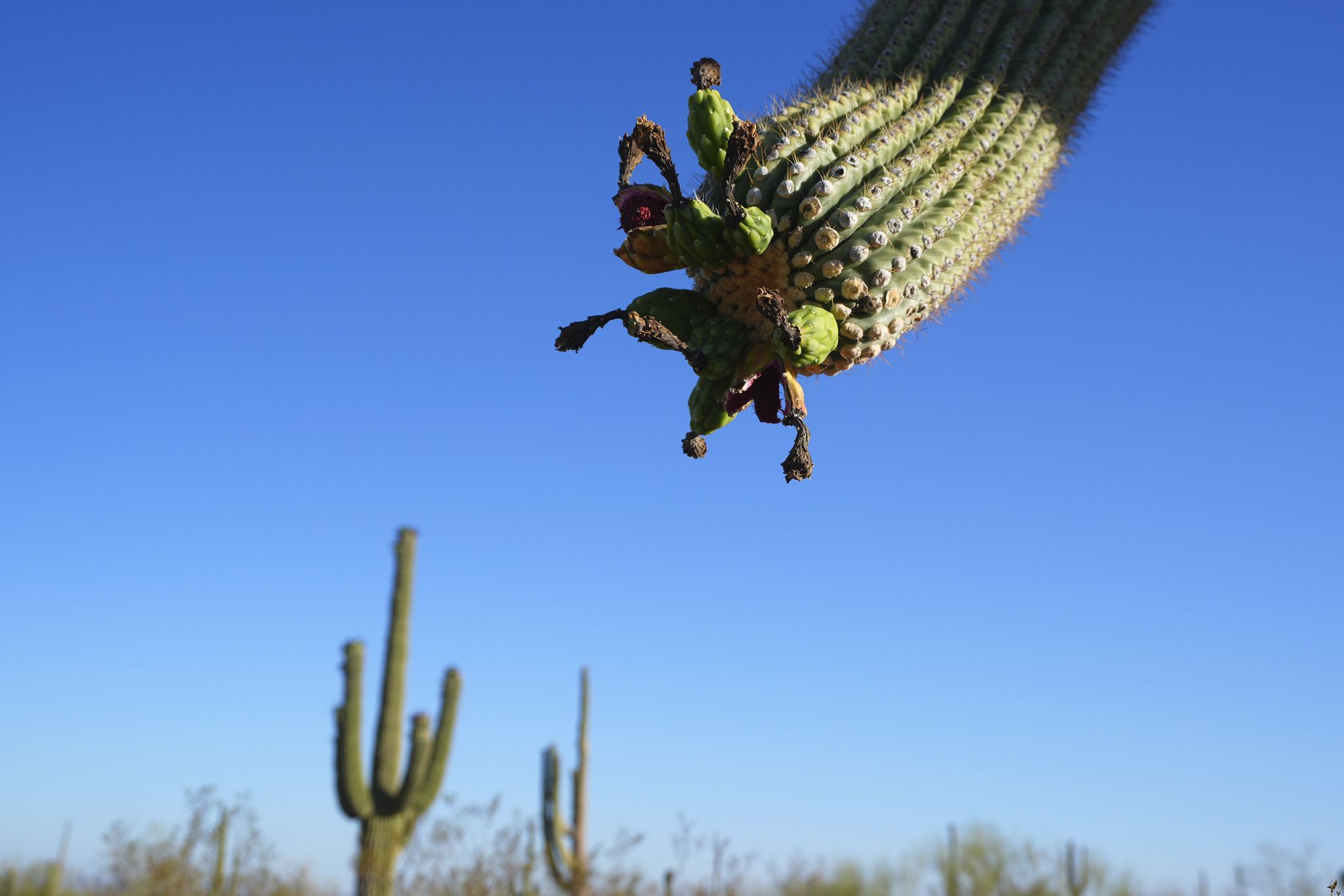 PHOTO ESSAY: Tohono O'odham families carry on sacred saguaro ...