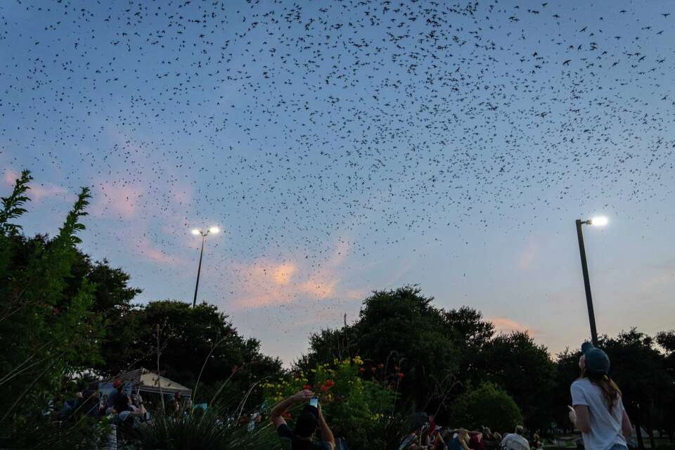 What Birds are Migrating Across North Tx This Week: Top Species to Spot
