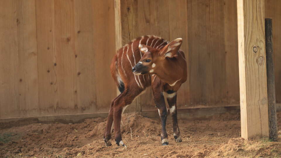 The Houston Zoo has welcomed an eastern bongo calf to its herd.