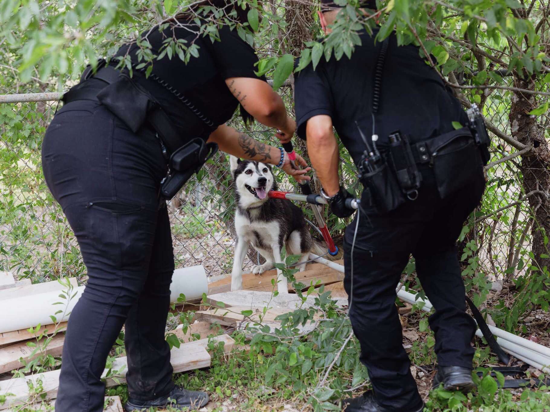 Ryan Jimenez (left) and JP Posas (right), both animal care officers with Animal Care Services or ACS, capture and detain a dog while responding to a call in San Antonio on Wednesday July 2, 2025.